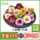 小雏菊 酒店冷菜摆盘装 鲜花 20朵 饰点缀 小菊花 新鲜彩菊
