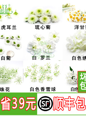 新鲜小白菊五星花摆盘装饰