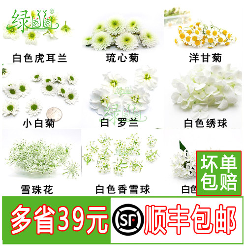 新鲜小白菊五星花摆盘装饰