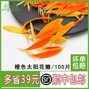 新鲜橙色太阳花瓣混合色弗朗花餐饮酒店鲜花草西餐摆盘装饰花草