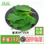 紫苏叶绿色新鲜苏子叶大叶韩国烧烤日本寿司料理刺身西餐摆盘