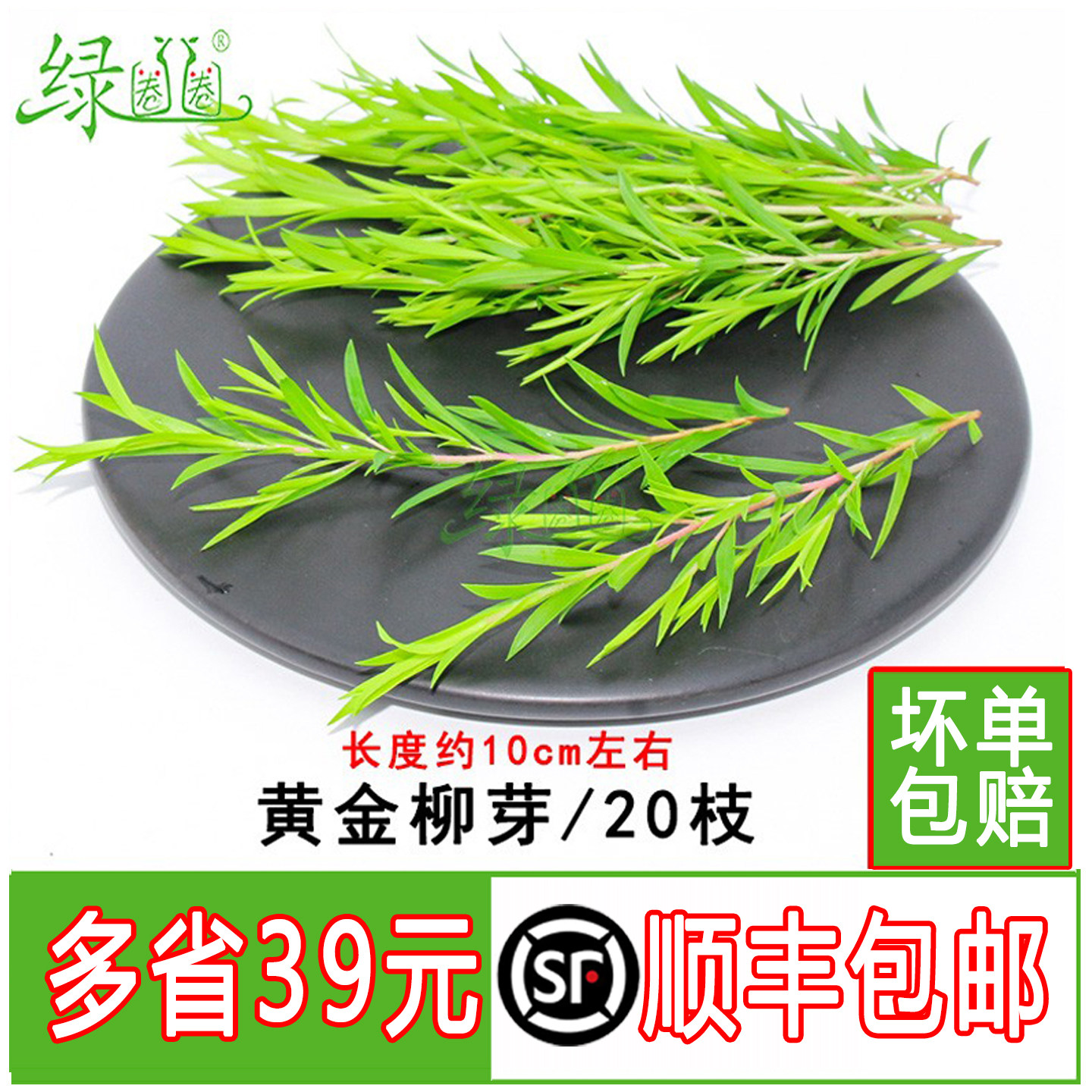 新鲜黄金柳芽 银柳香柳 烘焙黄松柳叶  酒店西餐冷盘摆盘装饰花草