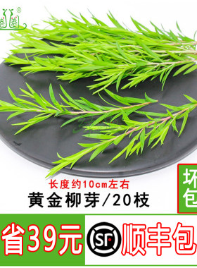 新鲜采摘树叶摆盘花草