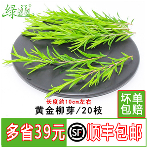 新鲜采摘树叶摆盘花草