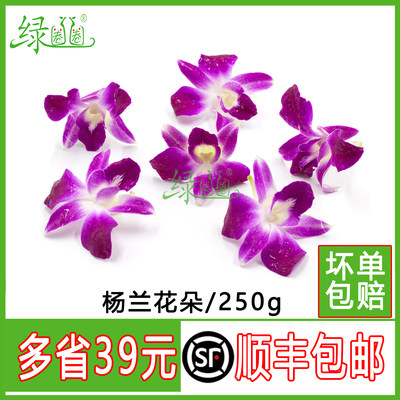 新鲜 洋兰花 杨兰花 花朵 石斛兰 酒店西餐摆菜盘装饰