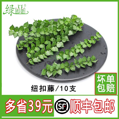 新鲜纽扣藤摆盘鲜花草