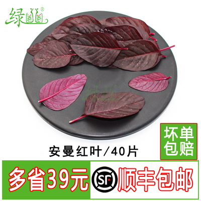 新鲜安曼红叶摆盘装饰