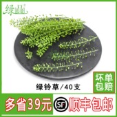 新鲜水晶草绿铃草绿灵草40支绿铃草日料酒店餐饮摆盘装 饰点缀花草