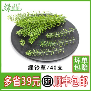 新鲜水晶草绿铃草绿灵草40支绿铃草日料酒店餐饮摆盘装饰点缀花草