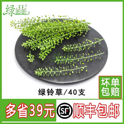 新鲜水晶草绿铃草点缀花草