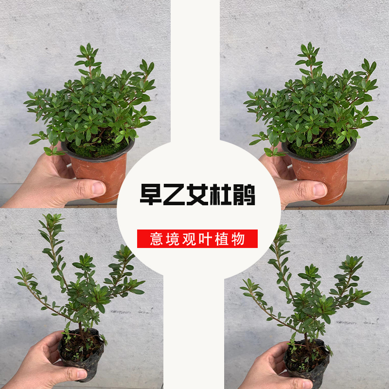 水陆缸植物早乙女杜鹃米叶杜鹃日本姬杜鹃小苗微景观植物