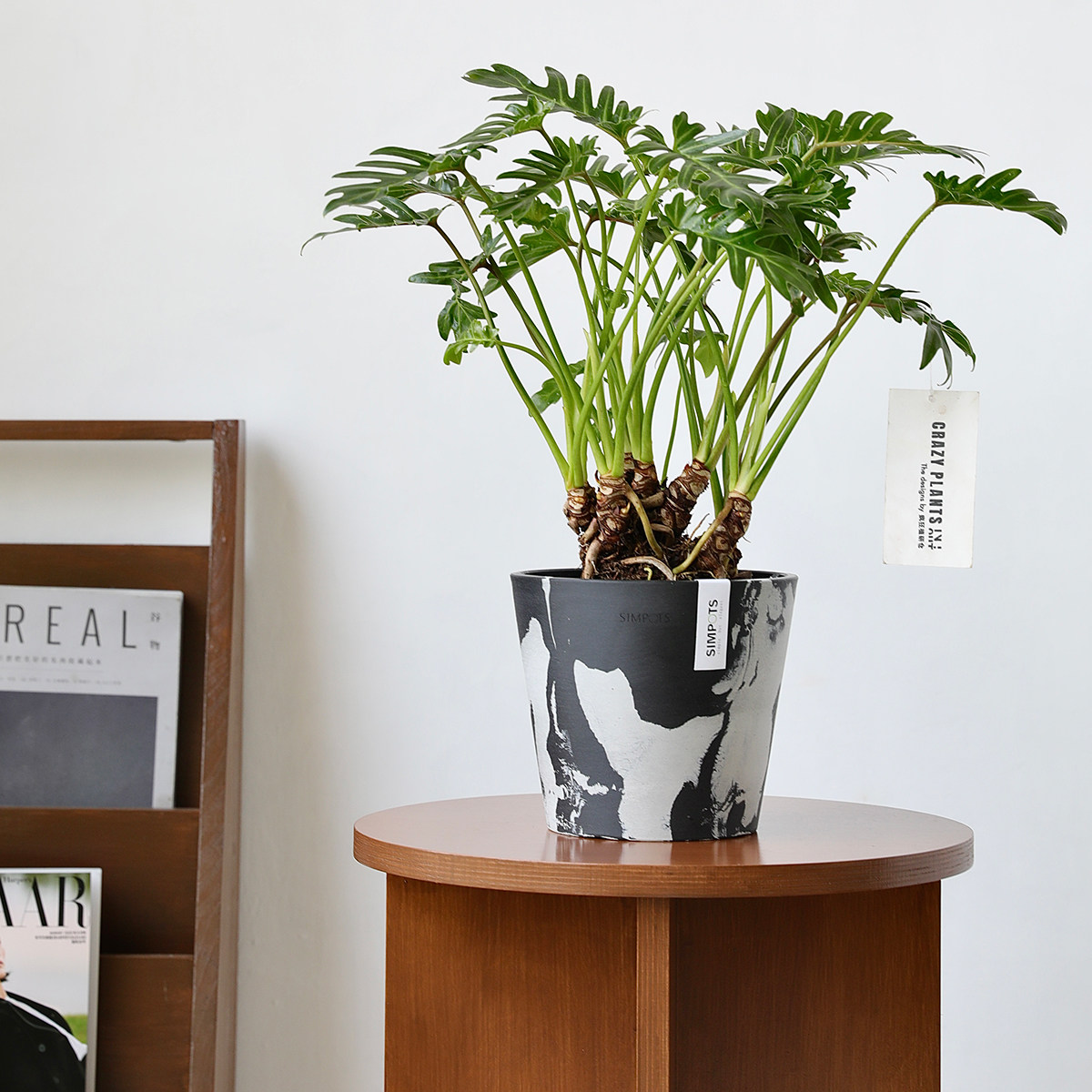 自然色彩绿植圆口环保