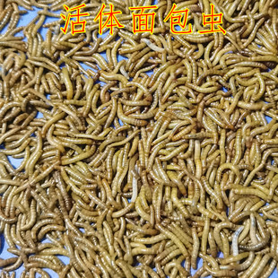 活体黄粉虫鲜活面包虫活虫仓鼠龙鱼乌龟芦丁鸡画眉鹦鹉鱼八哥饲料