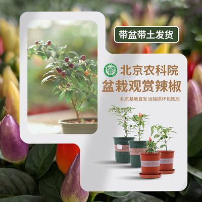 北京农科院盆栽观赏辣椒带盆带土