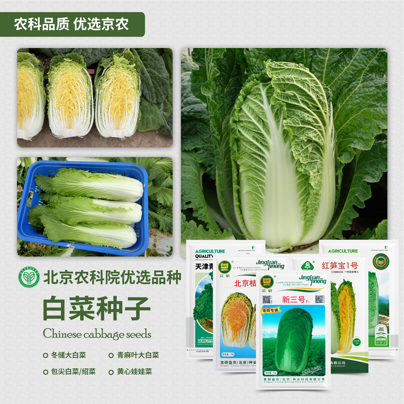 农科院大白菜种子新三号绍菜青麻叶黄心娃娃菜快菜包尖冬储蔬菜籽