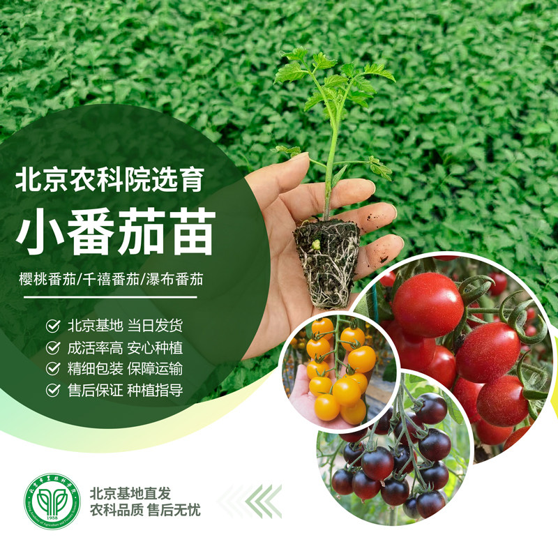 农科院小番茄苗矮生番茄苗盆栽圣女果小西红柿四季阳台水果蔬菜苗
