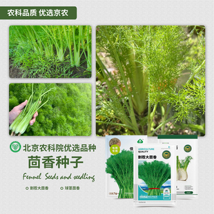 农科院茴香种子割茬茴香球茎茴香耐寒耐热四季阳台盆栽蔬菜种籽孑