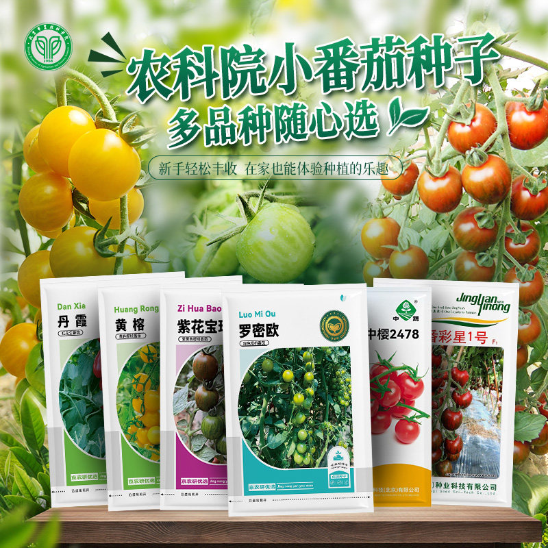农科院小番茄种子千禧圣女果釜山88黑珍珠樱桃小西红柿瀑布番茄籽