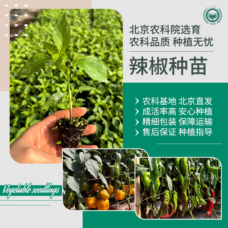 农科院辣椒秧苗小米辣线椒螺丝朝天椒尖椒牛角柿子椒蔬菜秧苗
