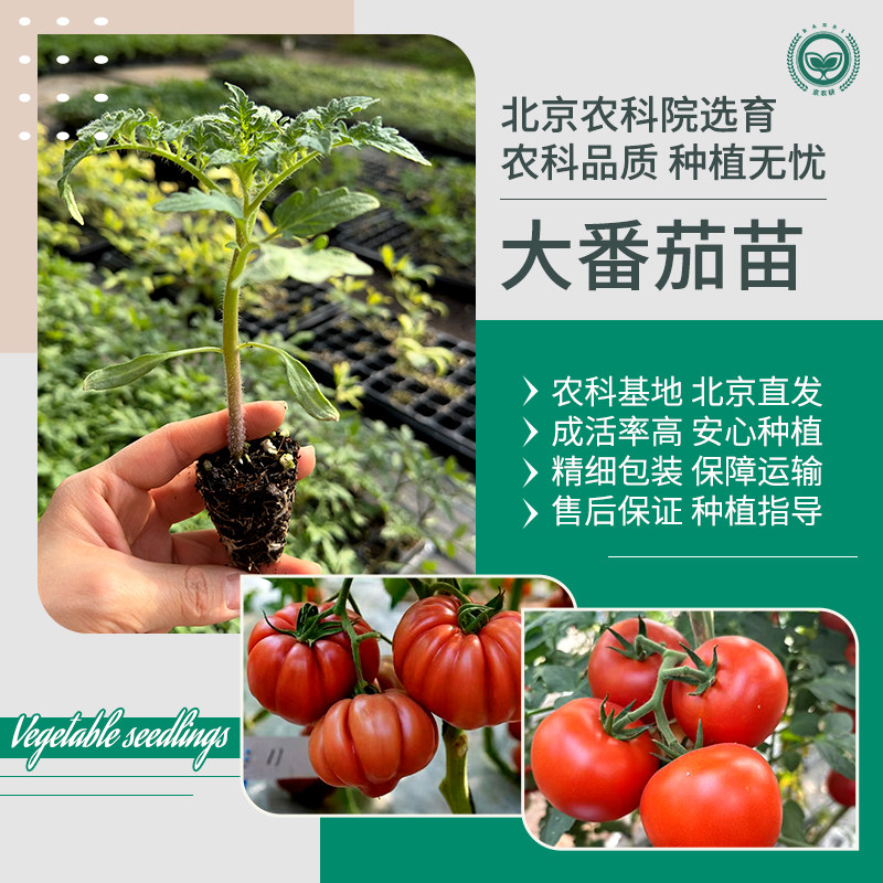农科院大番茄苗草莓番茄铁皮柿子普罗旺斯毛粉沙瓤西红柿蔬菜秧苗