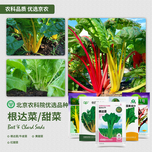 农科院甜菜种子根达菜牛皮菜莙荙红金叶甜菜四季阳台盆栽蔬菜籽孑