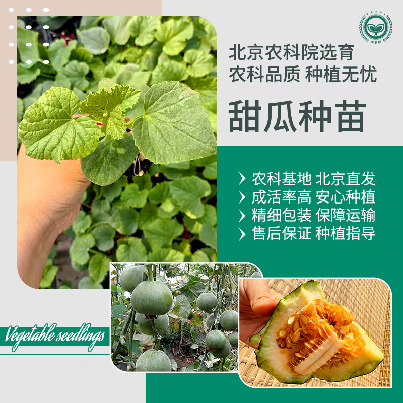 农科院甜瓜秧苗羊角蜜脆酥薄皮香甜绿宝甜瓜庭院阳台蔬菜瓜果种苗