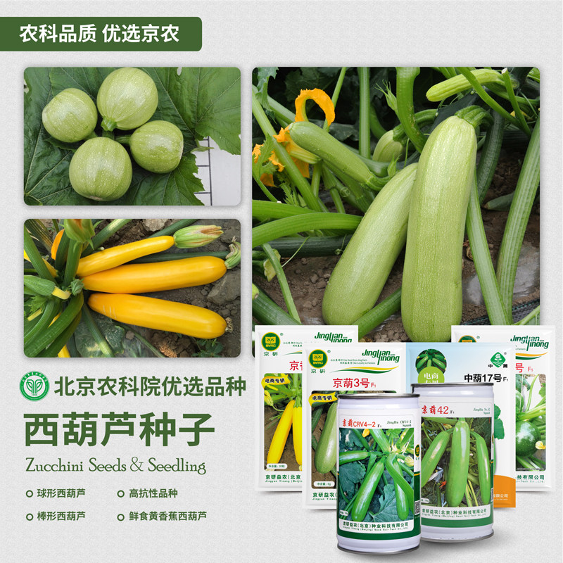 农科院西葫芦种子茭瓜鲜食黄香蕉西葫芦瓜苗耐热高产抗病蔬菜籽孑