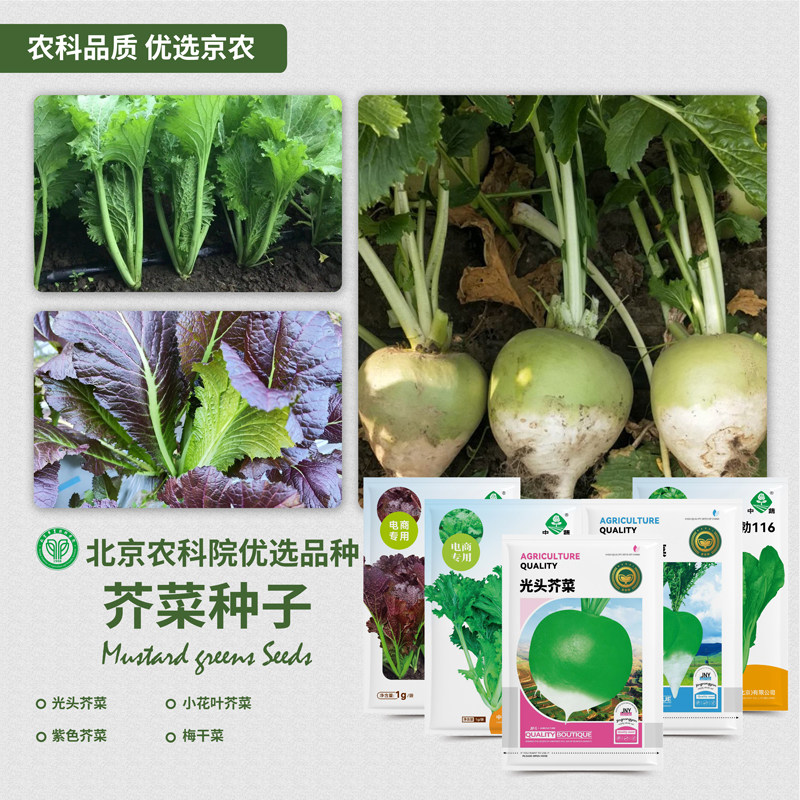 农科院芥菜种子梅干菜光头包心小花樱紫芥菜疙瘩阳台盆栽蔬菜籽孑