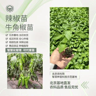 农科院辣椒秧苗小米辣线椒螺丝朝天椒尖椒牛角柿子椒蔬菜秧苗