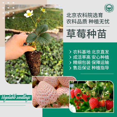 北京农科院红颜草莓苗脱毒母苗
