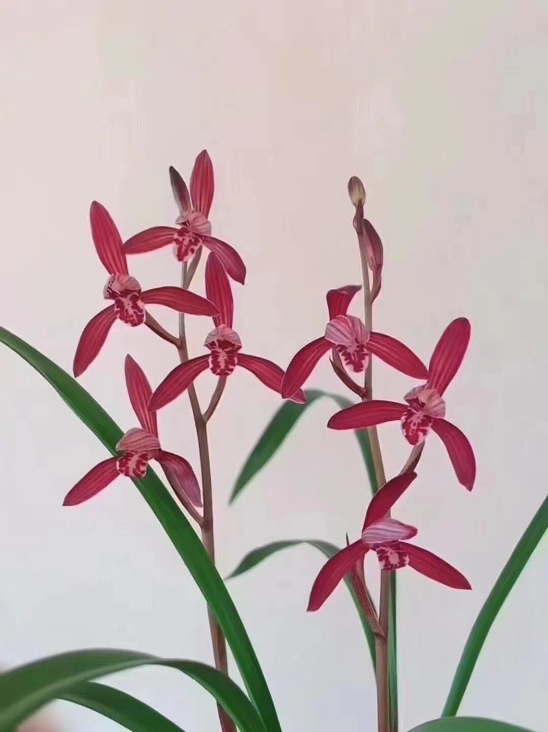 建兰八大红花之墨宝夏天开花勤花勤芽