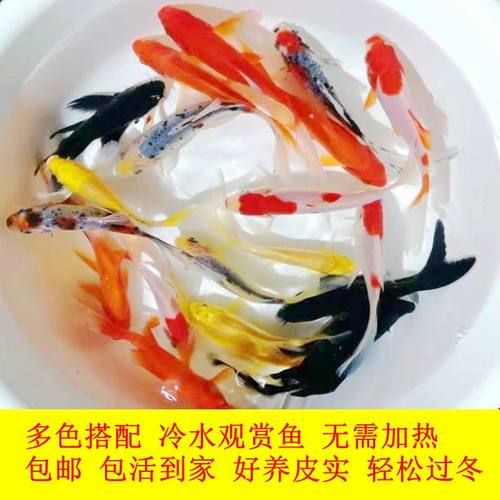 观赏鱼草金鱼小型淡水耐活冷水鱼