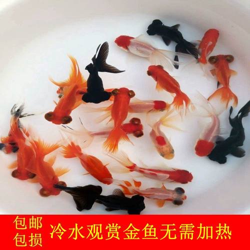 金鱼观赏鱼小型冷水观赏鱼