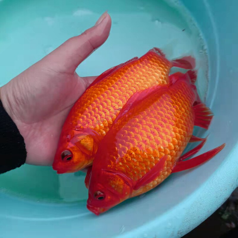 草金金鱼锦鲤冷水淡水鱼好养易活