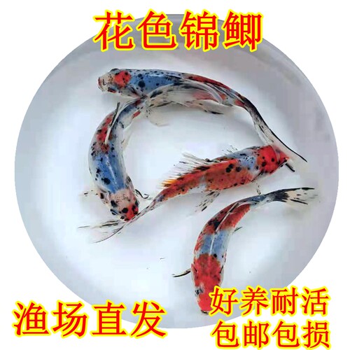 五花锦鲫练手鱼易养花色草金鲫鱼