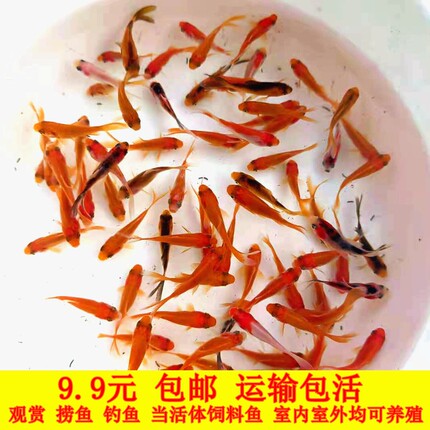 淡水小金鱼苗好养易活锦鲫草金金鱼包邮鱼缸观赏鱼批发专拍链接
