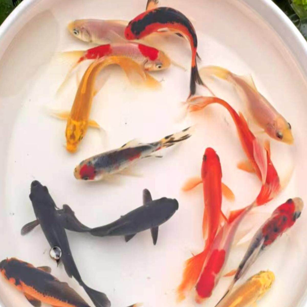 好看的冷水观赏鱼多色搭配金鱼红草金 红白兰花黑草易养活鱼淡水