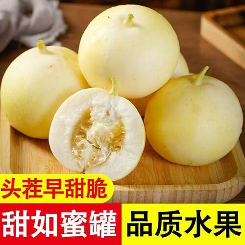 山东头茬早甜脆甜瓜星甜小蜜蜂蜜罐脆瓜新鲜脆瓜水果5斤整箱包邮3