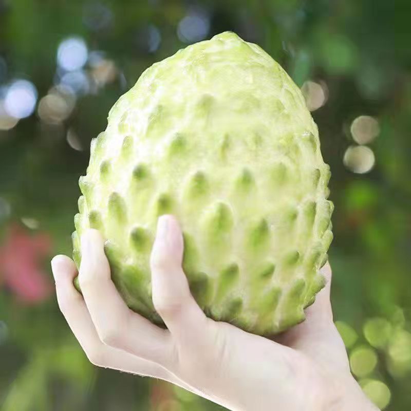 【顺丰】释迦果潮汕释迦果产地正宗台湾番荔枝