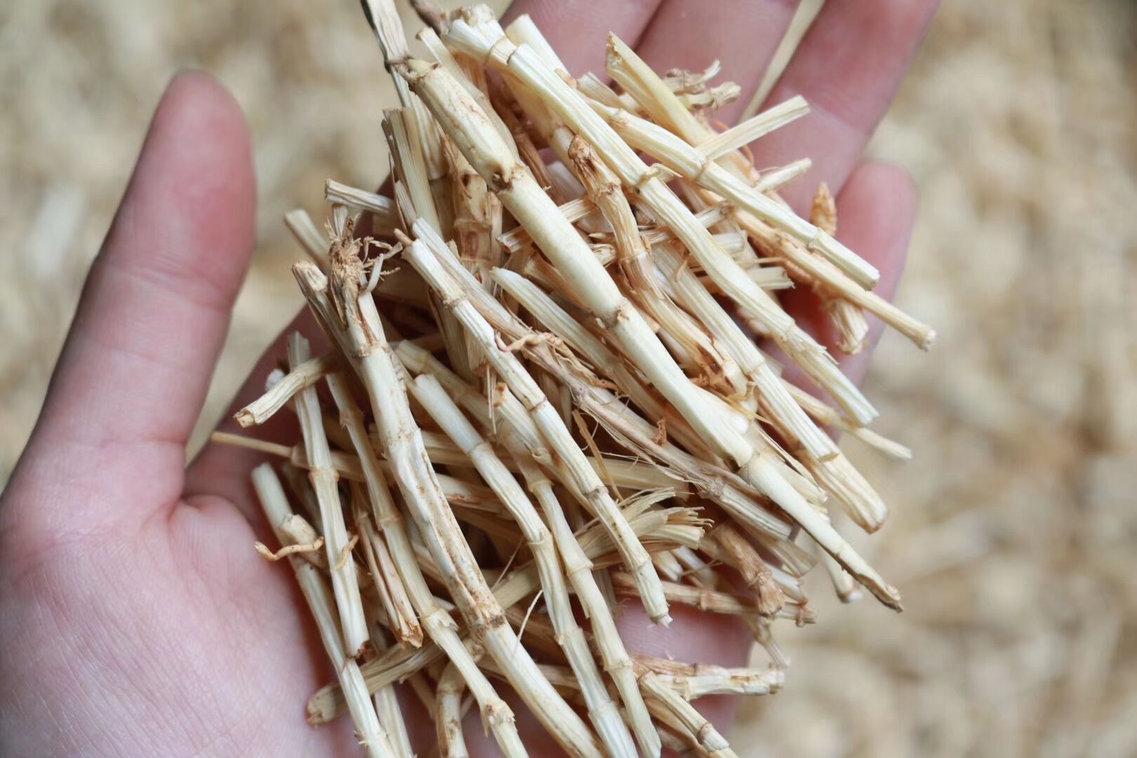 白茅根500g茅根竹蔗凉茶糖水干茅根草新鲜现挖白毛根