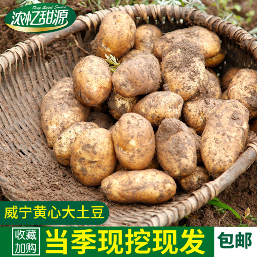贵州土豆威宁洋芋2023年