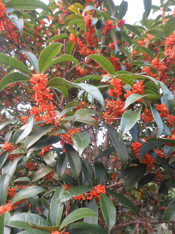 包邮绿植盆栽庭院阳台花卉8月桂花树苗血桂非常容易