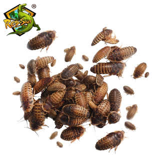杜比亚蟑螂活虫守宫鬃狮活体食物龙鱼活饵营养超蟋蟀樱桃可繁殖蛙