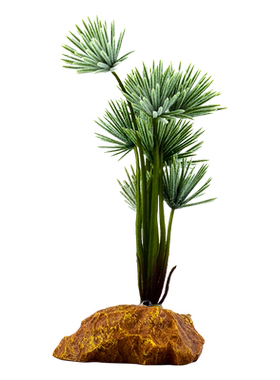 爬虫爬宠造景植物蜥蜴变色龙