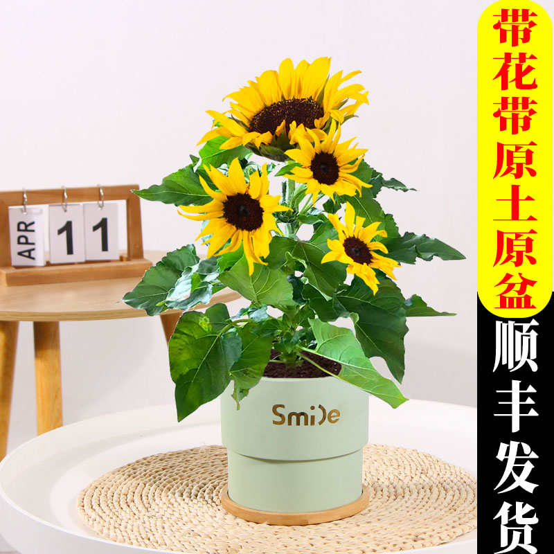 向日葵盆栽带花植物室内花卉四季开花易活绿植庭院太阳花光辉岁月 鲜花速递/花卉仿真/绿植园艺 红掌/凤梨/温室花卉 原图主图