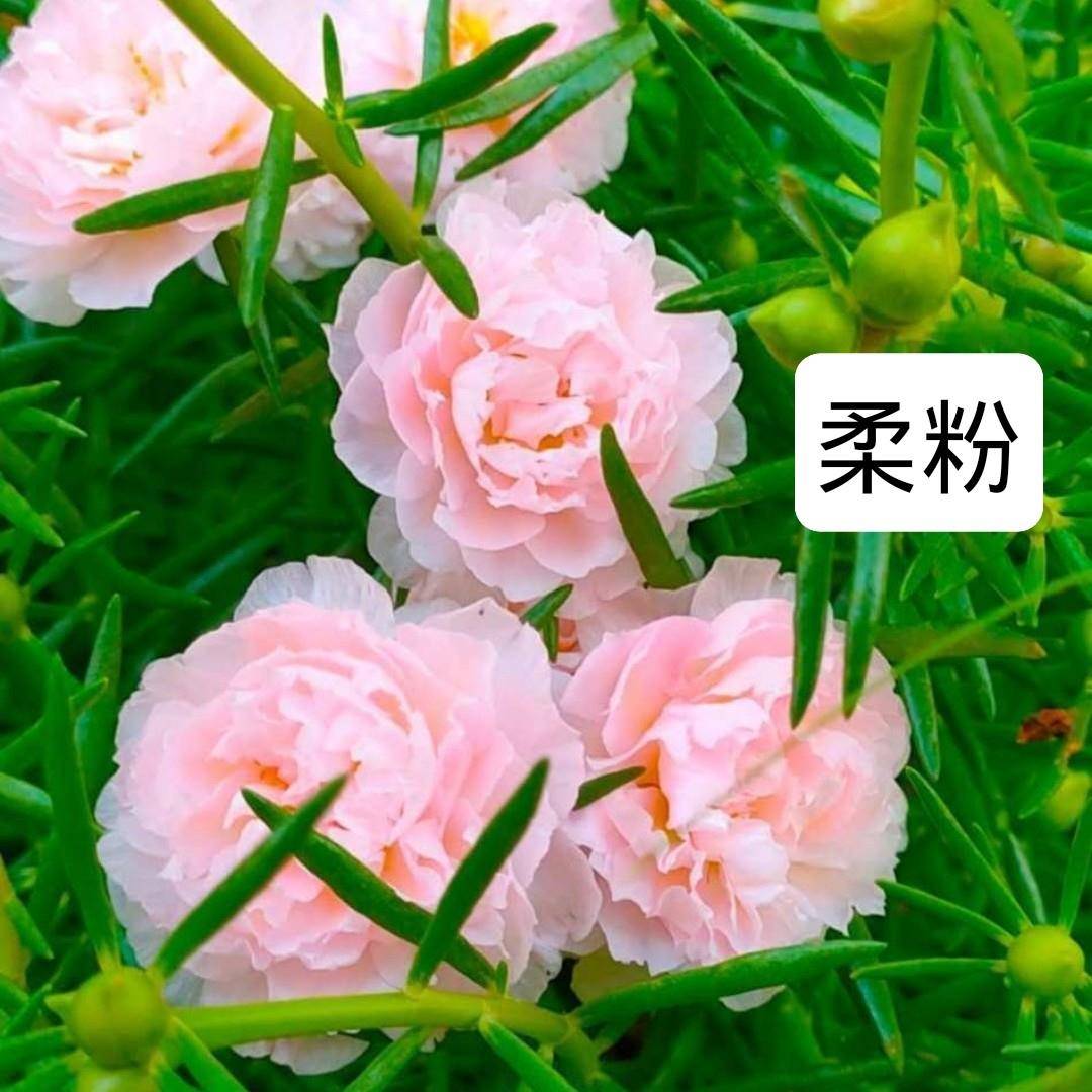 【带根发货】泰国进口新品种重瓣太阳花花苗宿根花卉四季开花阳台