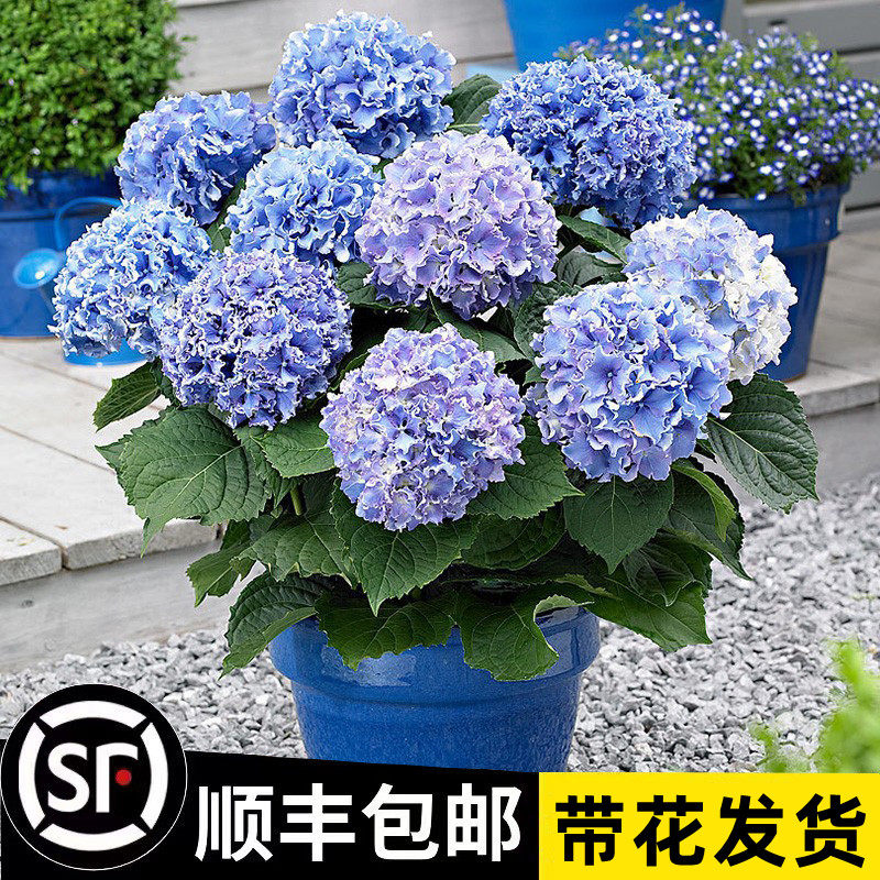 绣球花苗无尽夏四季开花绣球花盆栽带花庭院花卉室内植物花带花苞