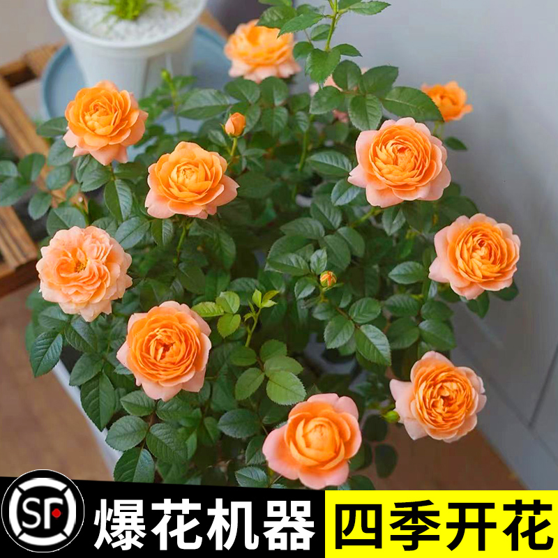 果汁阳台月季盆栽四季开花卉玫瑰鲜花带花苞阳台爬藤植物蔷薇花苗 鲜花速递/花卉仿真/绿植园艺 红掌/凤梨/温室花卉 原图主图