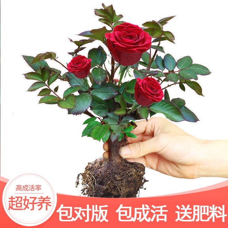 玖瑰花苗绿植盆栽四季开树庭