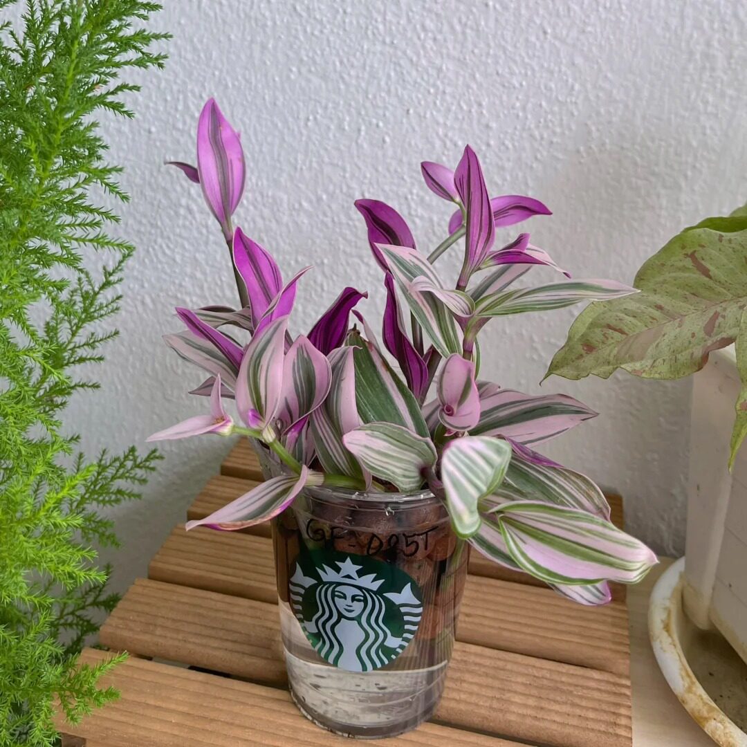 油画婚礼水培吊兰荷兰进口室内办公吸甲醛三色四季开花多肉植物